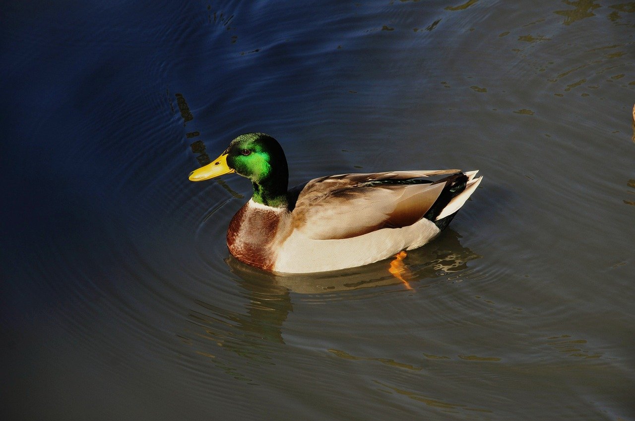 duck, nature, wildlife, bird, plumage, feathers-9763792.jpg